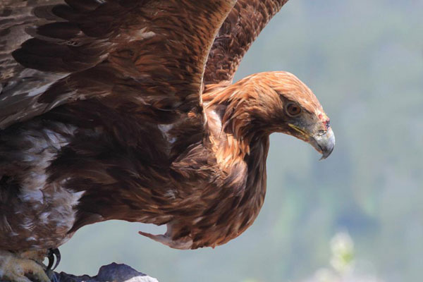 2013-05-lacher-aigle5-sp