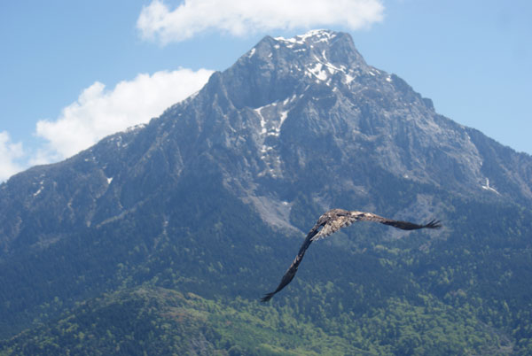 2013-05-lacher-aigle7-rl