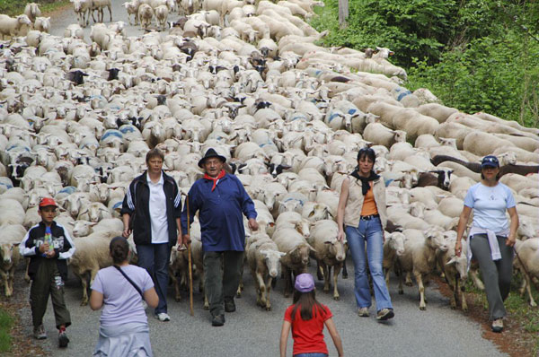 2013-05-transhumance-photo-