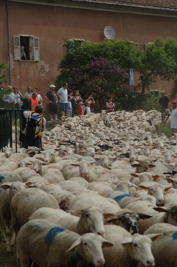2013-05-transhumance2-