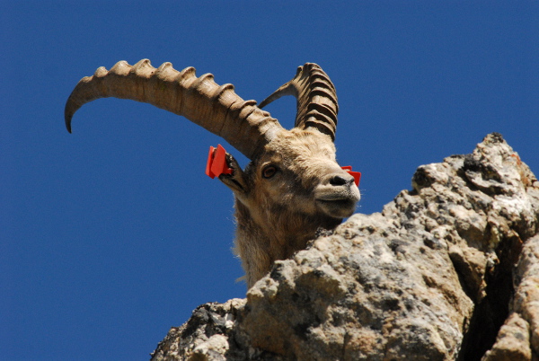 2013-07-ibex-diego