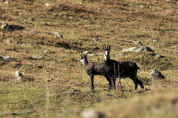 2013-chamois-m-coulon