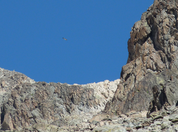 2013-09-balbuzard