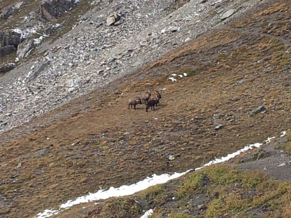2013-10-gpe-montagne-ibex