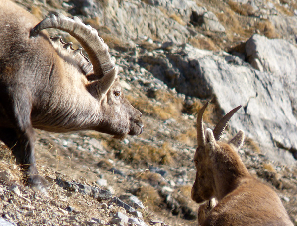 2013-11-cerces-ibex-600