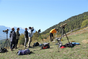 2013-11-gypa-comptage-obs295-marc-provost