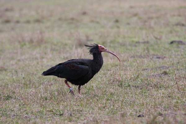 2013-11-ibis-tara1