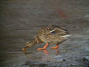 2014-01-compt-colvert-fem1