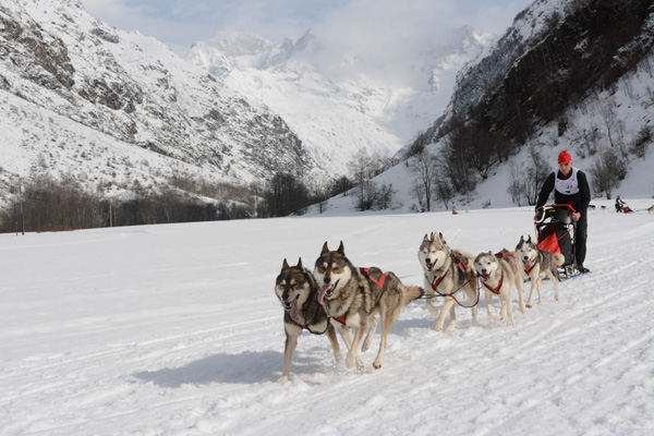 14-02-traineau-valgo-chiens