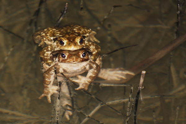 crapaud-commun-pne