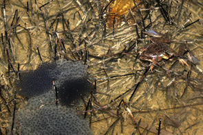 grenouille-rousse-et-oeufs