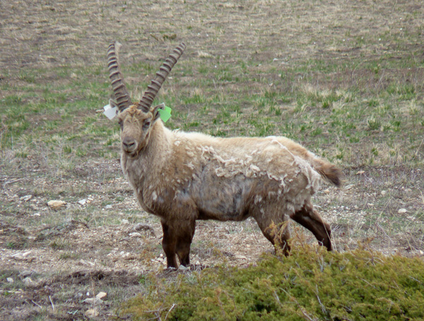 14-04-capture-ibex-cerces3