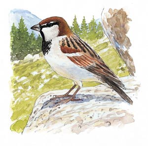 2009-06-moineau-cisalpin