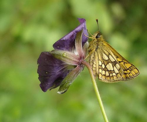 2009-06-papillon