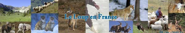 2009-06-rapport-loup