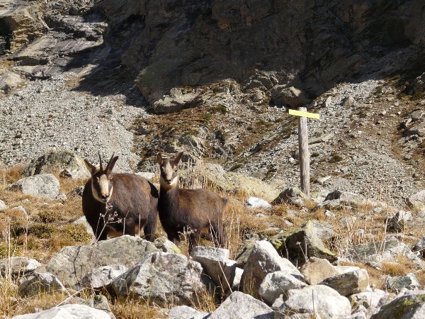 2009-10-chamois-01