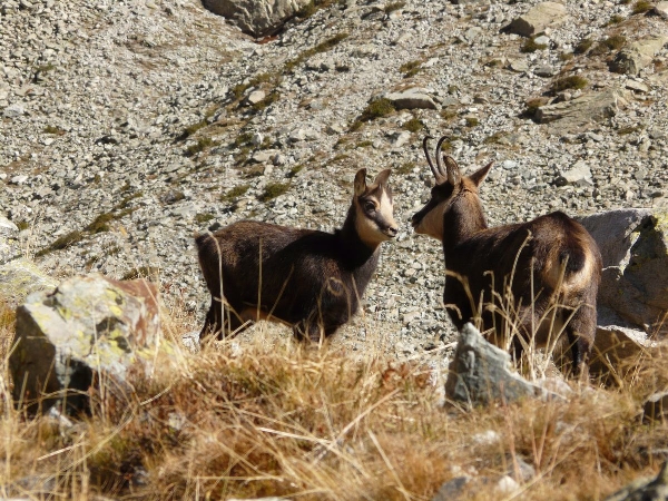 2009-10-chamois-02