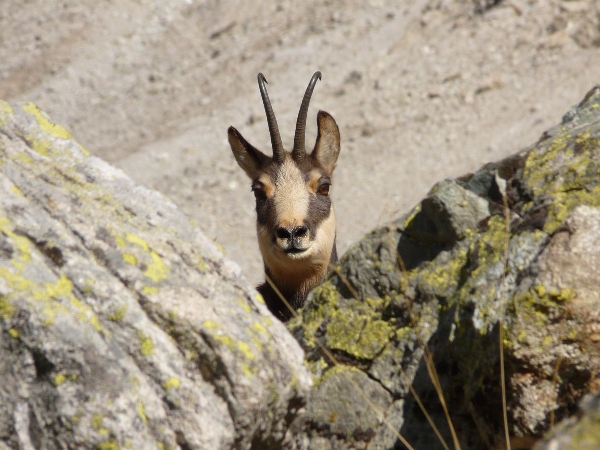 2009-10-chamois-03