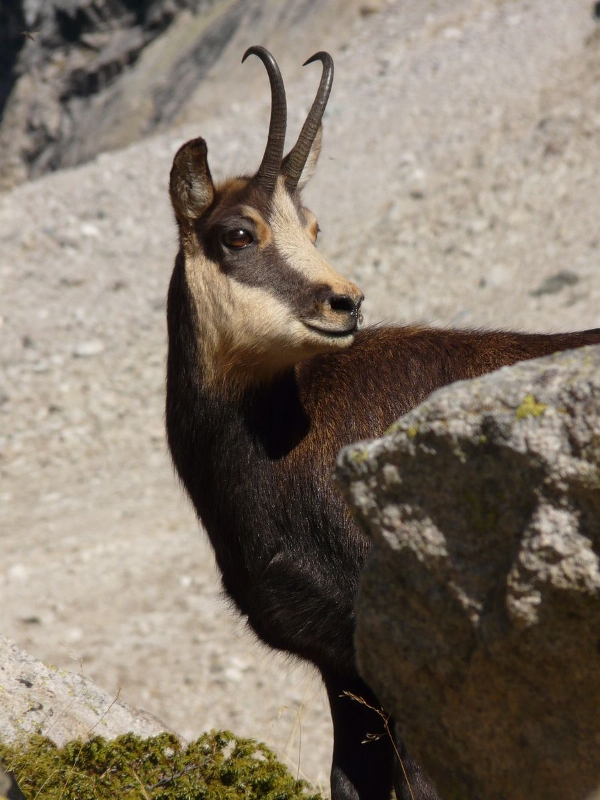 2009-10-chamois-04