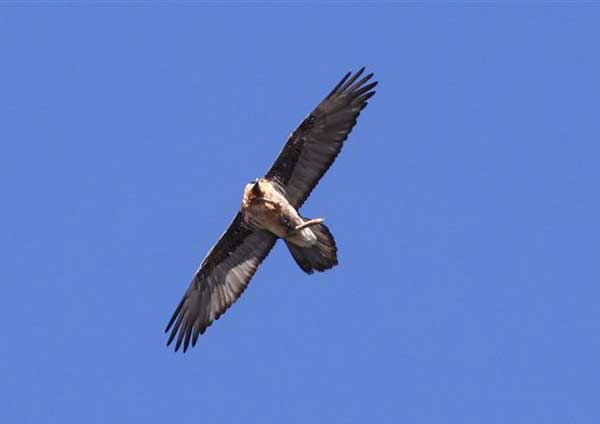 2010-03-gypa-os-01