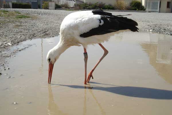 2010-04-cigogne-valgo2
