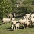 2010-06-transhumance
