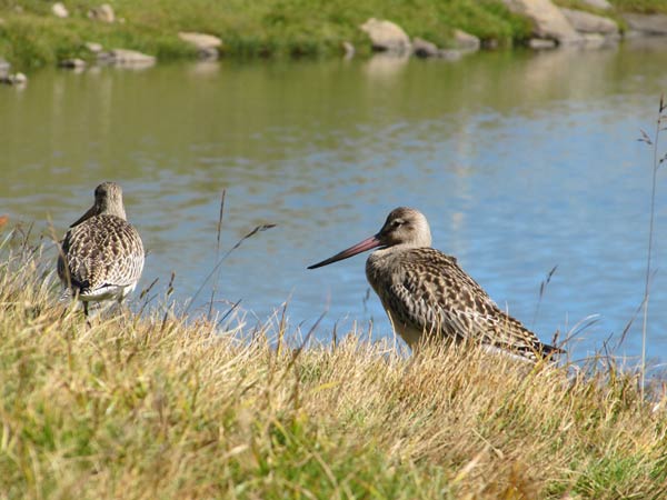 2010-09-barges2