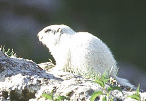 2011-01-marmotte-blanche