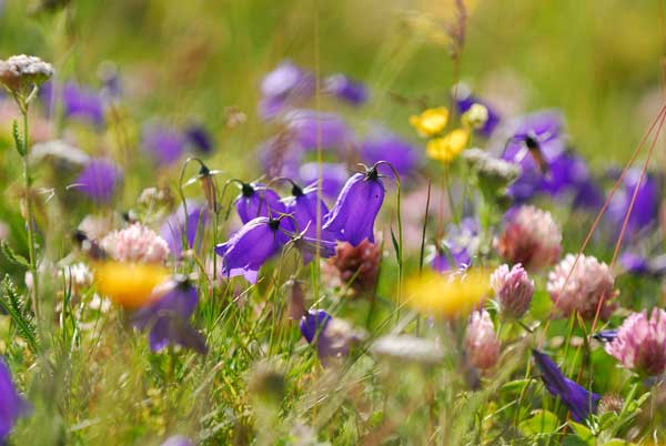 2011-04-prairies-fleuries