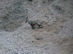 2010-05-ibex-chartreuse4