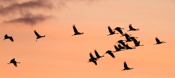 2011-11-montier-grues