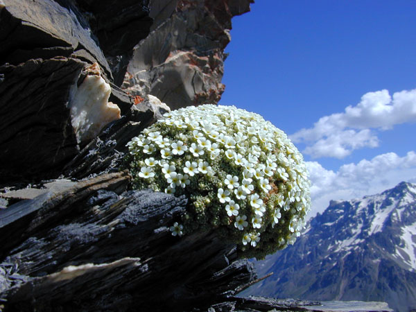 2012-04-androsace-s-aubert