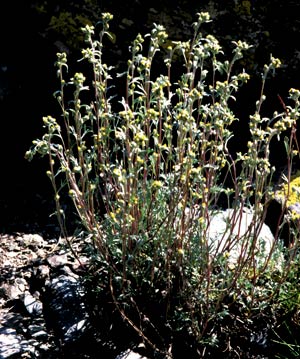 2009-07-genepi-blanc