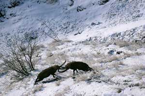 2010-02-ibex-rut