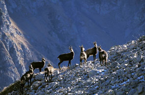 2011-05-harde-chamois