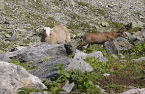2011-05-mouton-chamois
