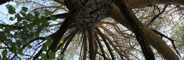 2011-09-foret1-arbre600hori