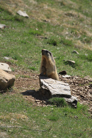 2012-04-marmot-vert