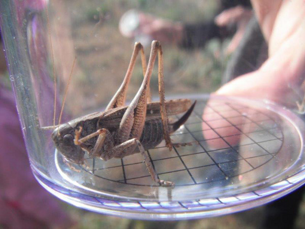 2013-10-vall-mat-sauterelle