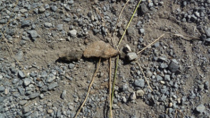 2012-09-insecte1