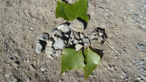 2012-09-insecte2