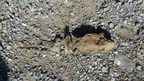 2012-09-insecte6