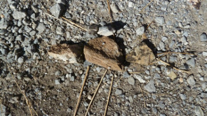2012-09-insecte7
