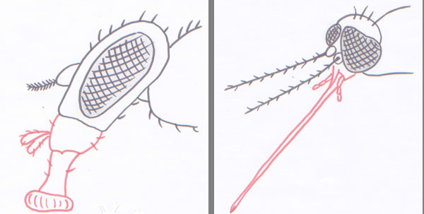 2013-01-mouche-moustique