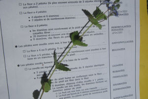 2013-05-13-veronique