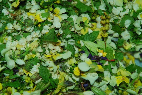 Salade de fleurs