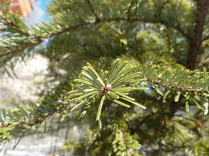 bourgeons-de-sapin