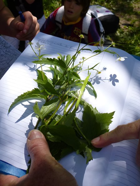 2013--jd-freney-herbier