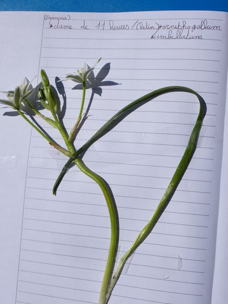 2013--jd-freney-herbier4