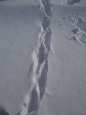 2013-02-traces-vert295
